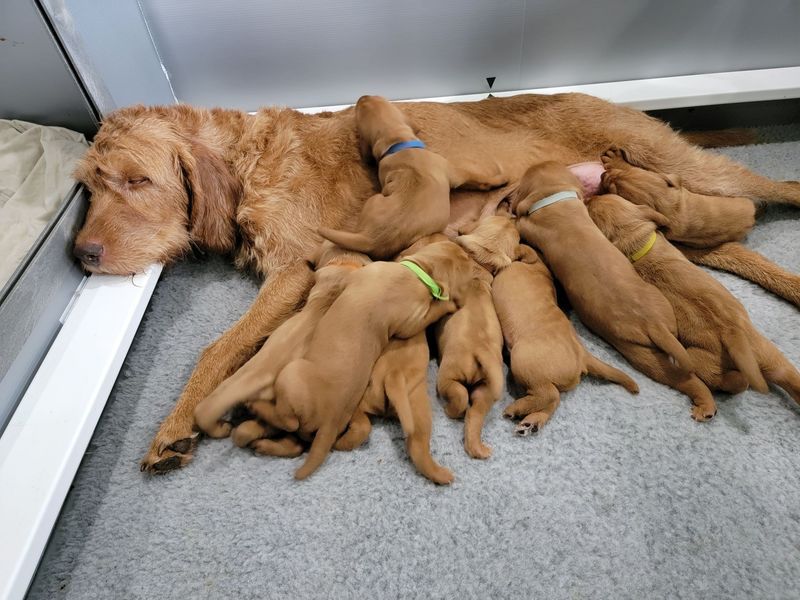 Pivot Kennels