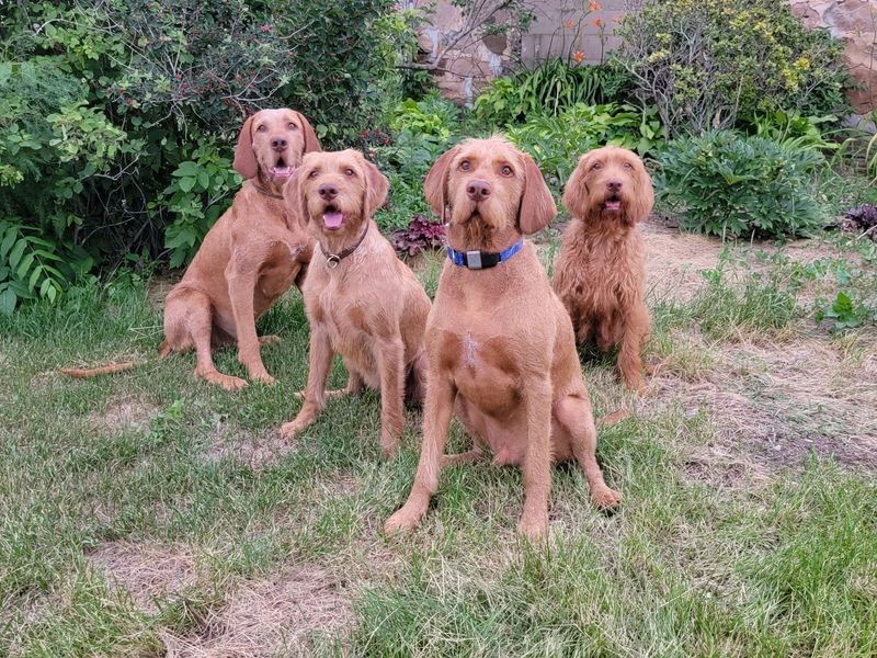 Pivot Kennels