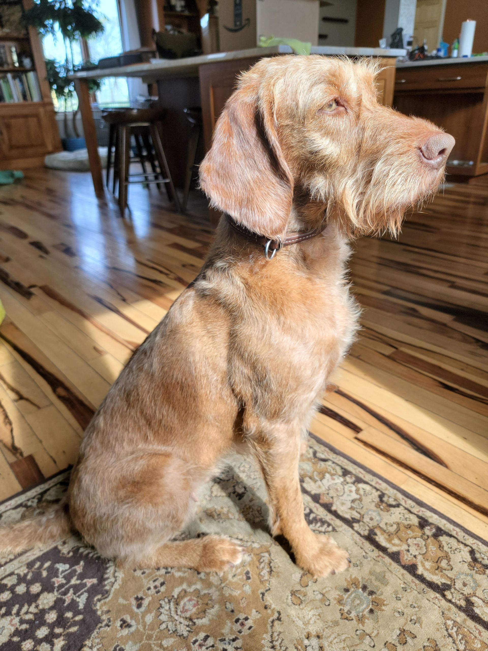 Pivot Kennels - Kolibri