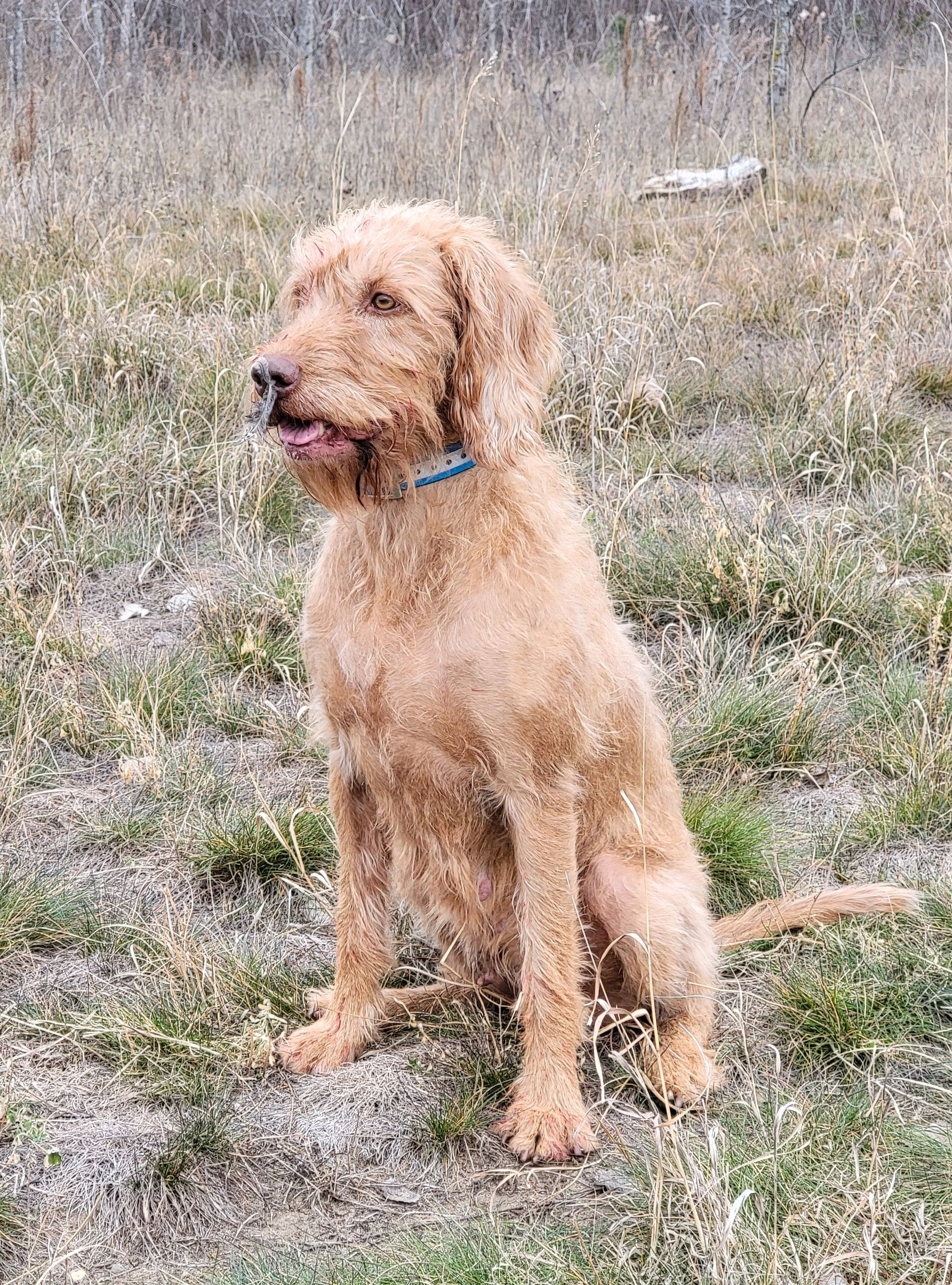 Pivot Kennels - Kolibri