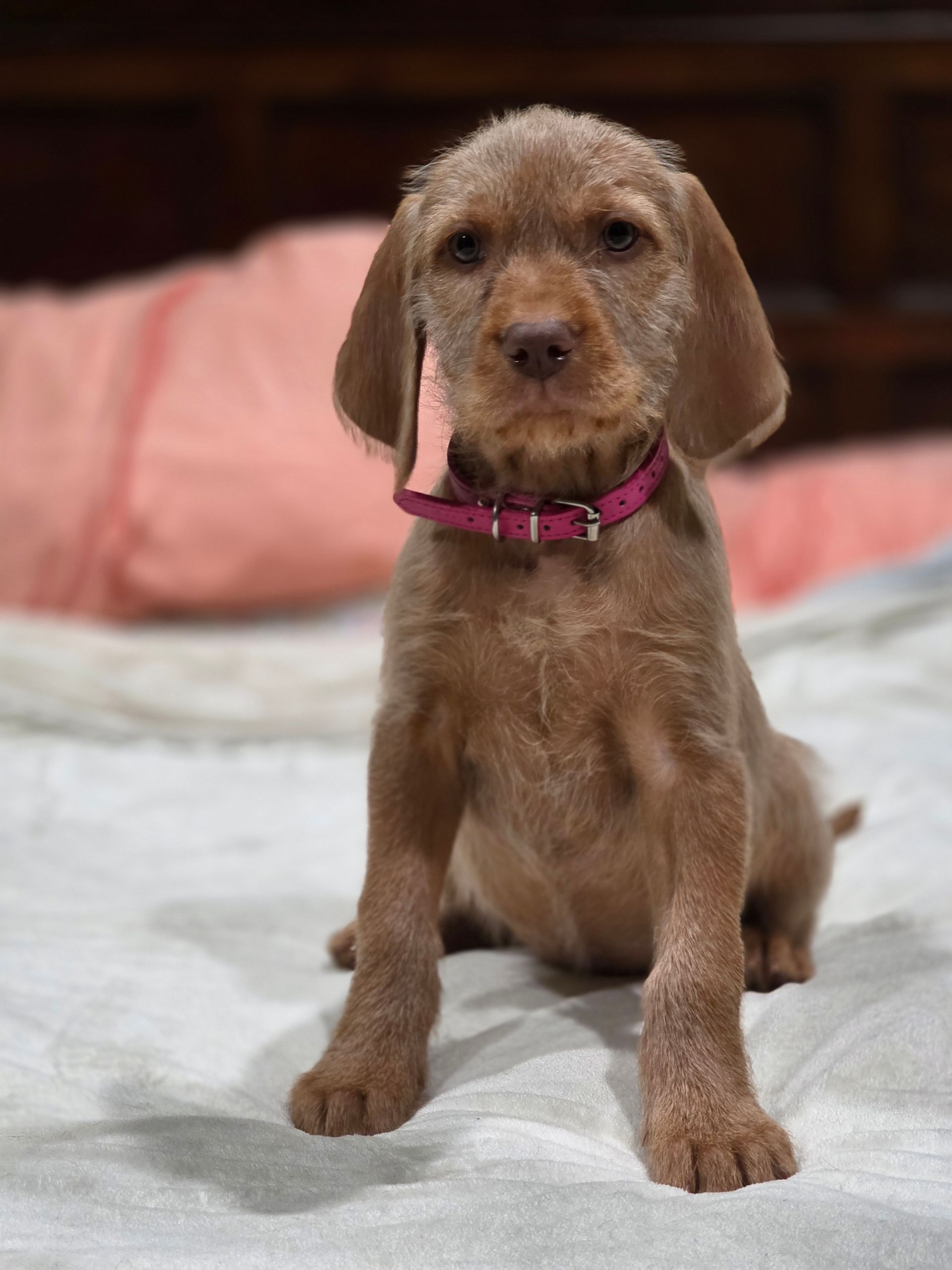 Pivot Kennels' Miss Pink