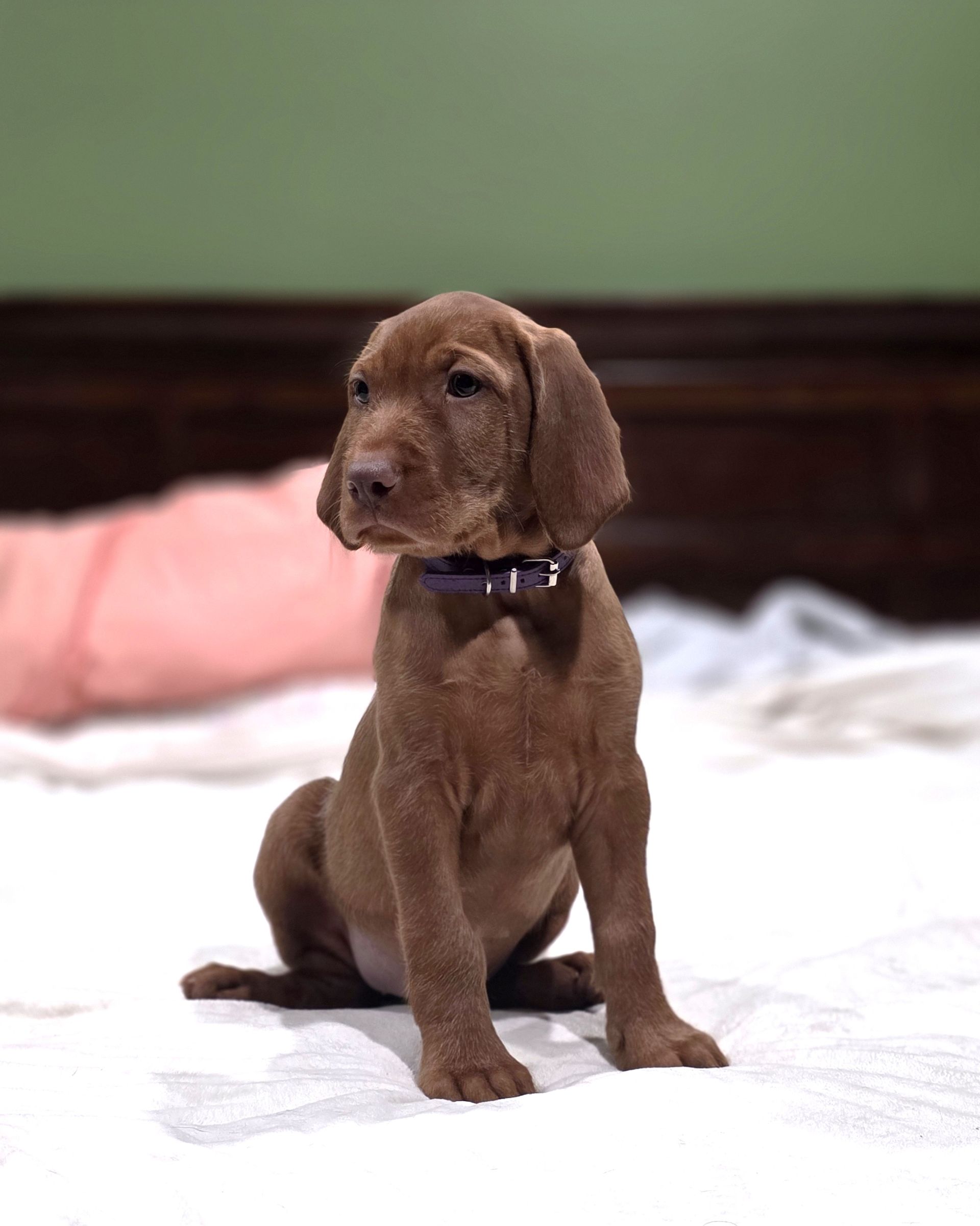 Wirehaired Vizsla Puppy Miss Purple