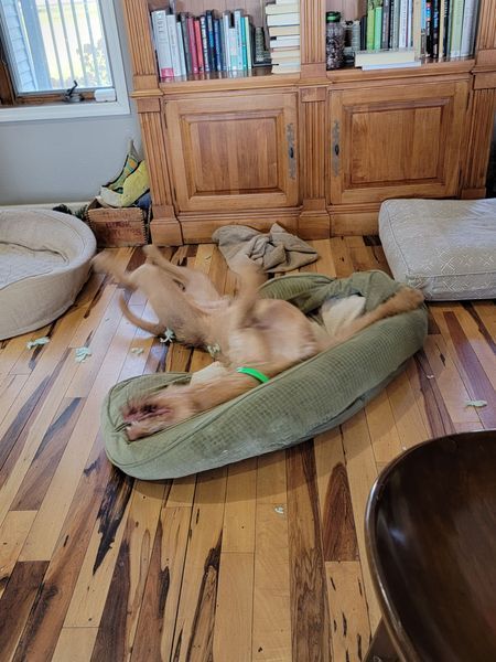 Pivot Kennels