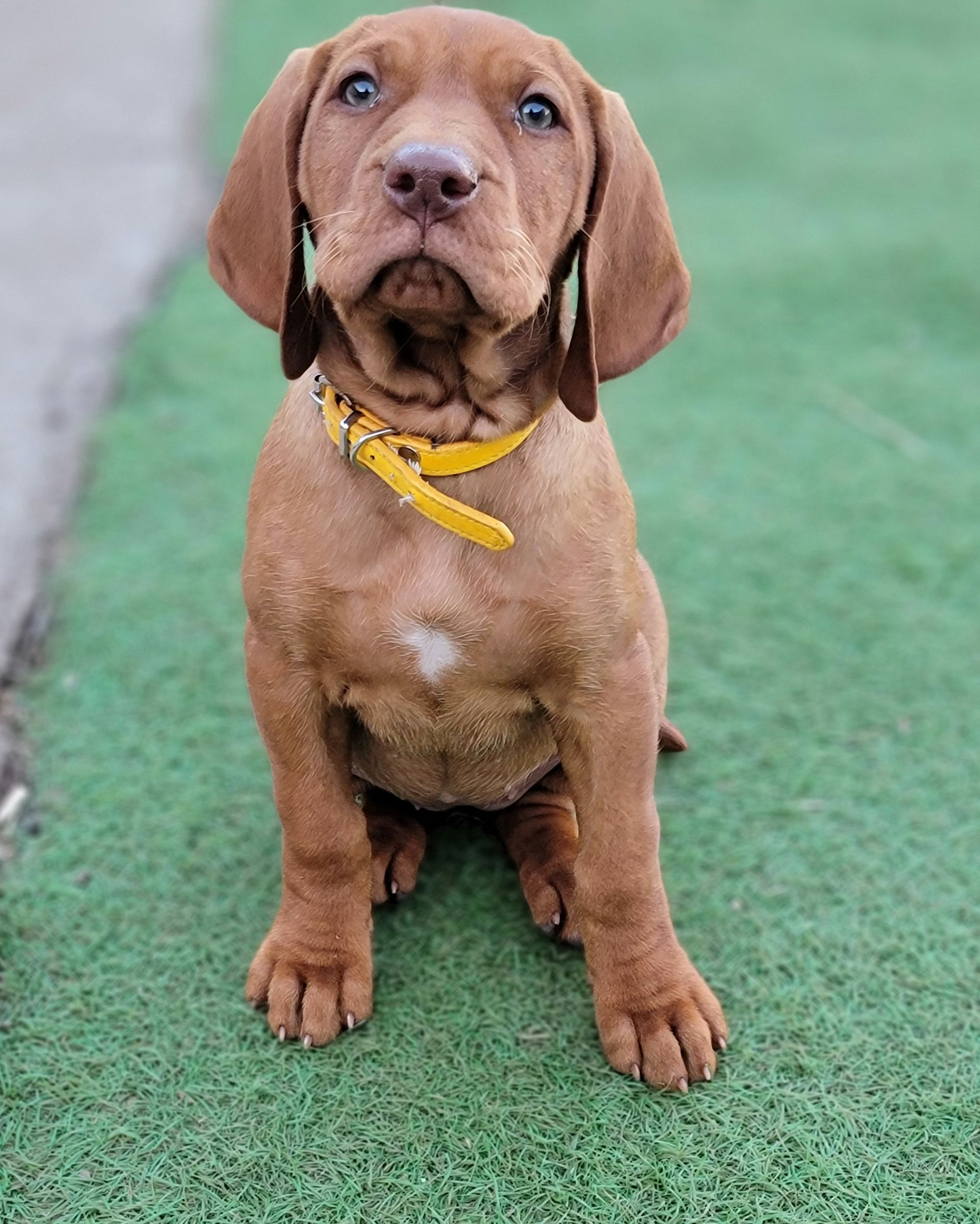 Pivot Kennels - Puppy Non Furnished