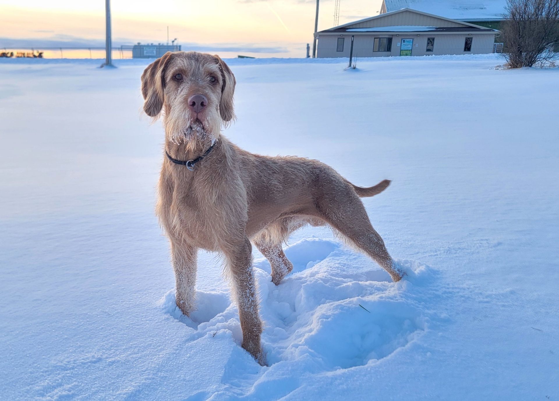 Pivot Kennels - Zolna