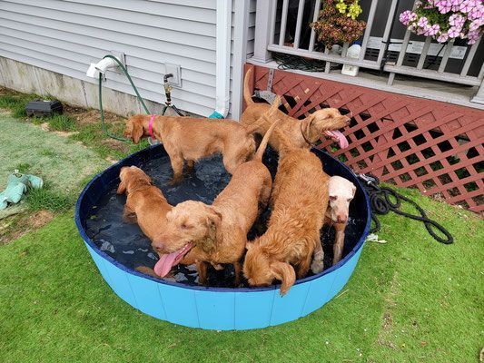 Pivot Kennels