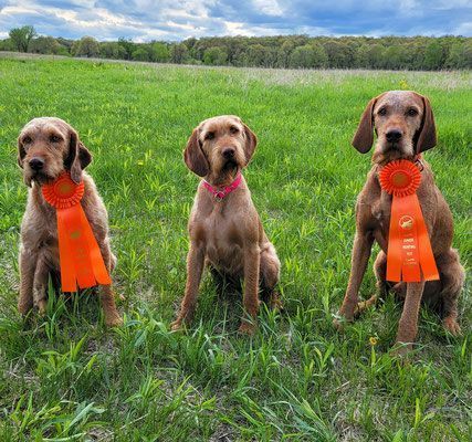 Pivot Kennels