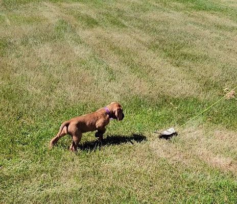 Pivot Kennels