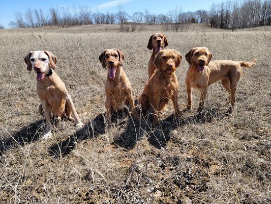 Pivot Kennels