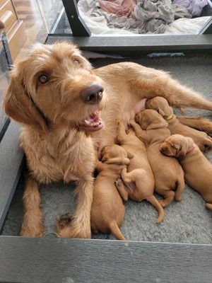 Pivot Kennels