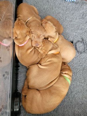 Pivot Kennels