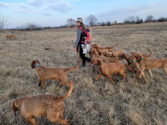 Pivot Kennels