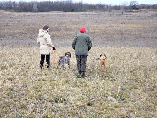 Pivot Kennels