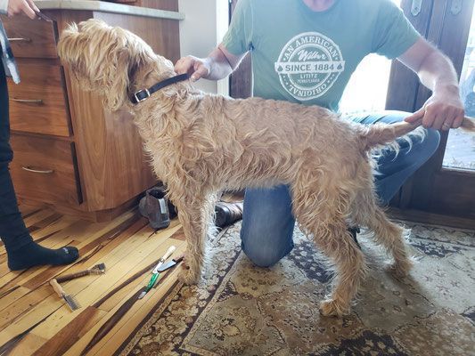 Pivot Kennels