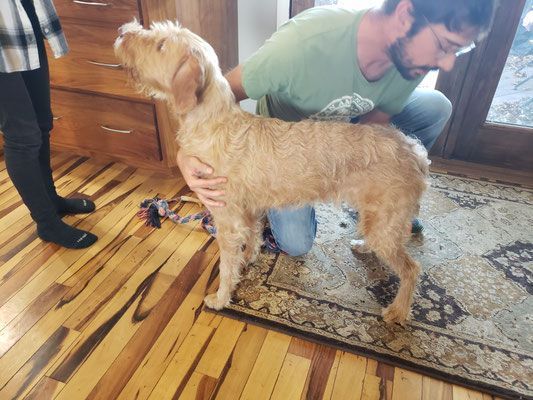 Pivot Kennels