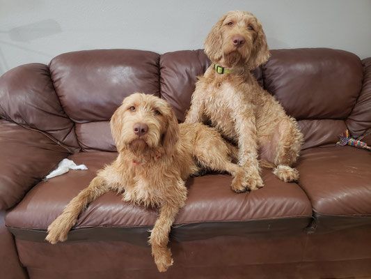 Pivot Kennels