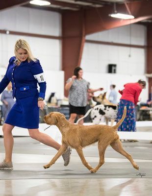 Pivot Kennels