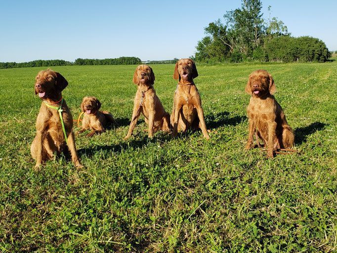 Pivot Kennels