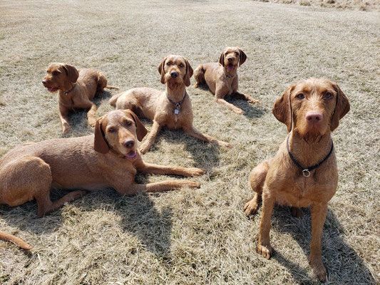 Pivot Kennels
