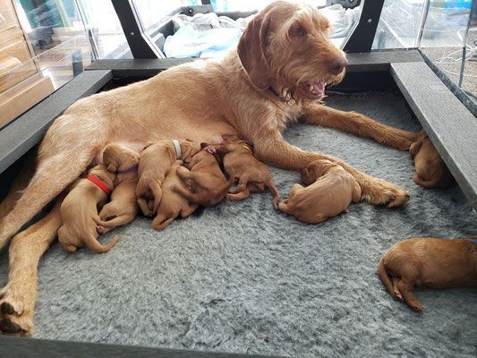 Pivot Kennels