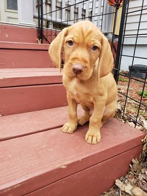 Pivot Kennels