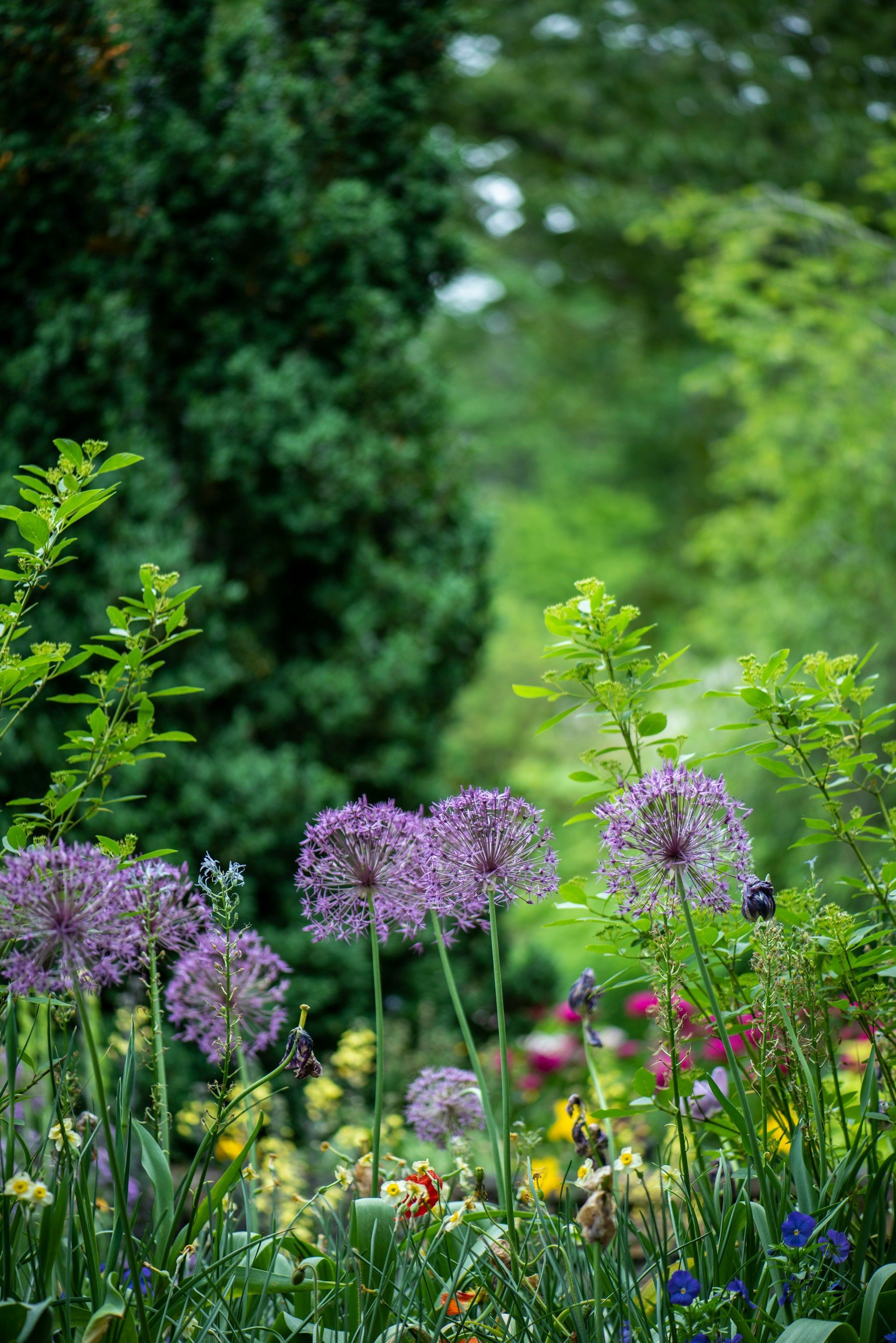 A bunch of purple flowers are growing in a garden.