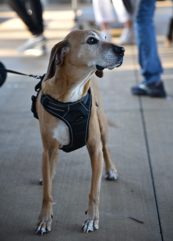 Walkathon Pet on a leash