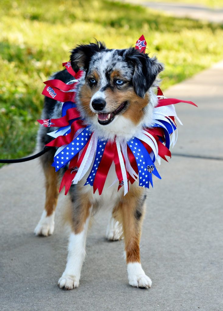 Festive Australian Shepherd with multiple patriot ribbons on the collar