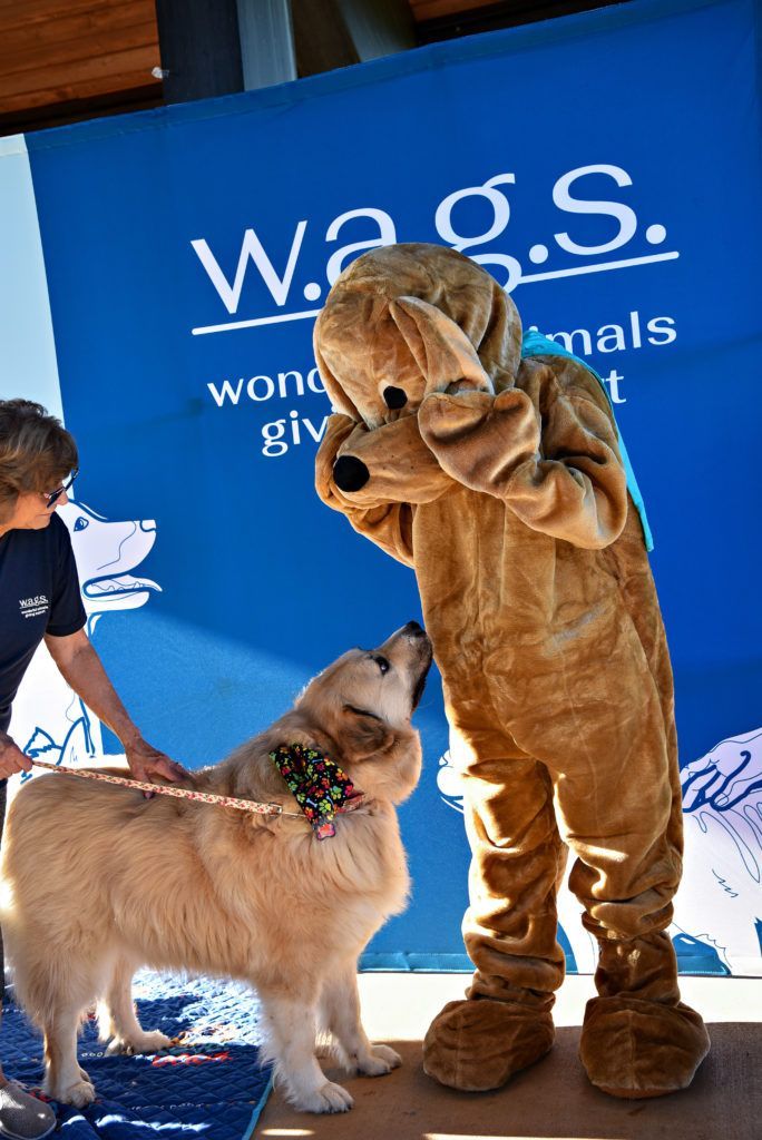 Doodle, Newfoundland, Members and WAGS Mascot