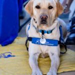 Service Dog participating in WAGS Walkathon