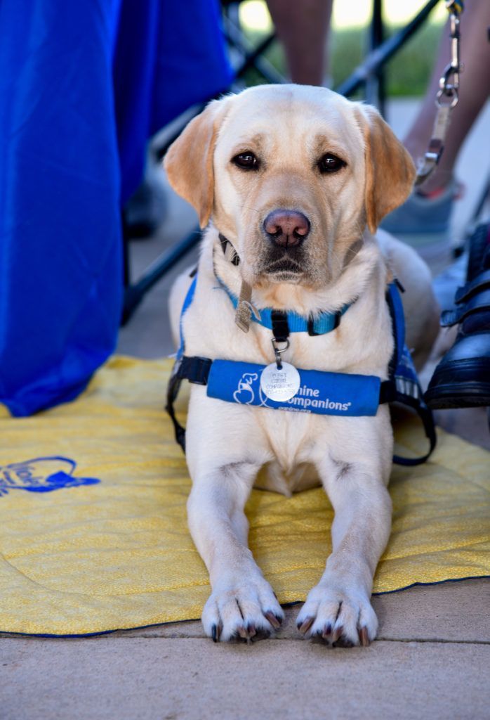 Service Dog participating in WAGS Walkathon