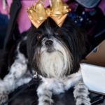 Black and white fur baby, Patches adorned it a big yellow bow.