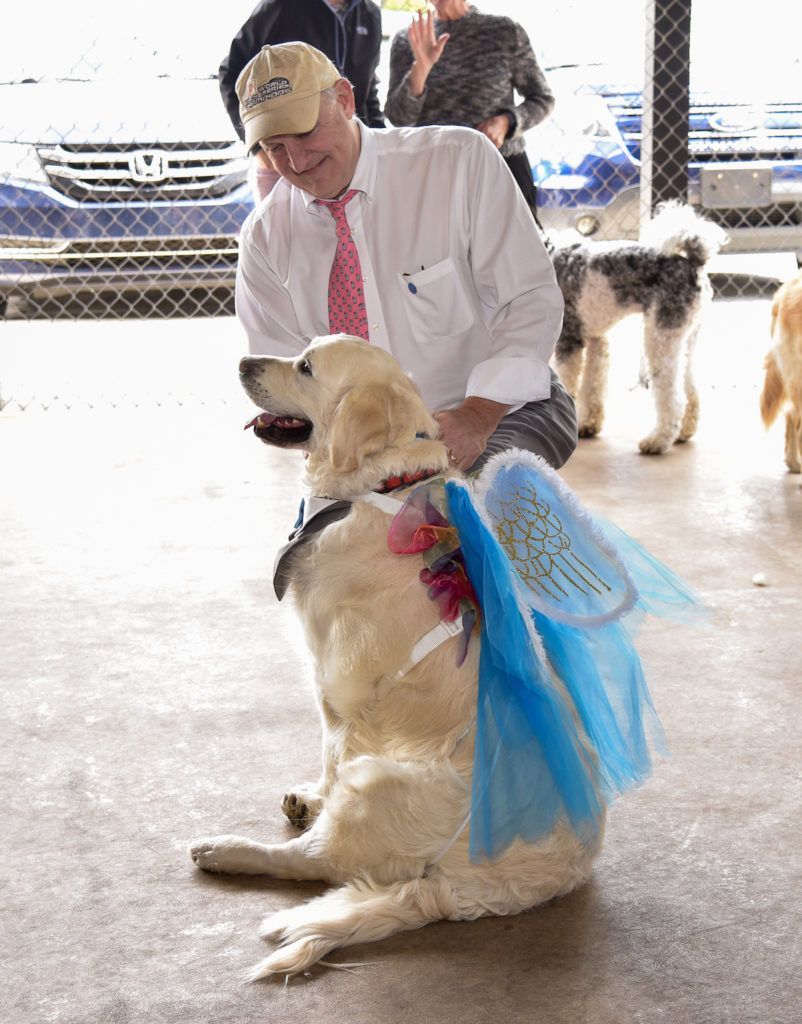 Pegasus Wings on a large golden retriever for the runway