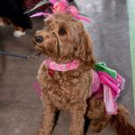 The pink fascinator on a red doodle sitting pretty.