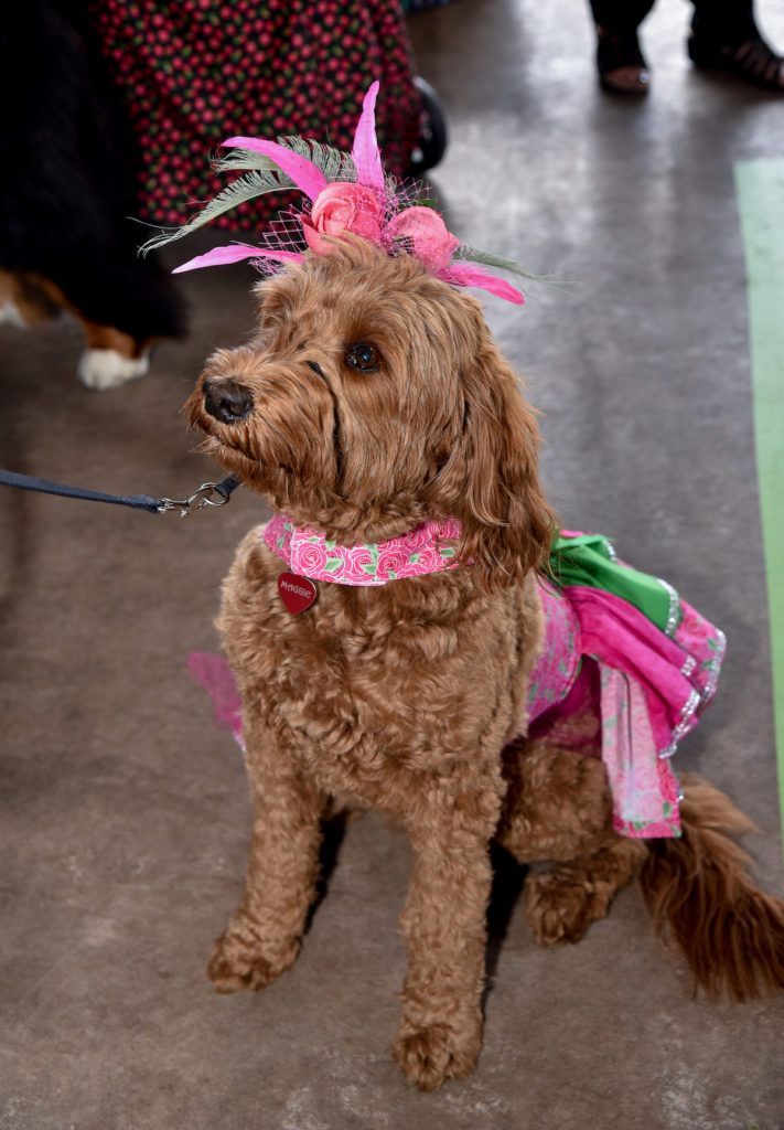 The pink fascinator on a red doodle sitting pretty.