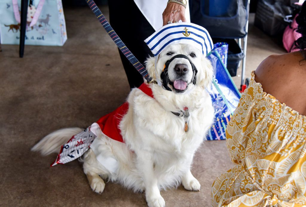 This sailor suit for a riverboat retriever.
