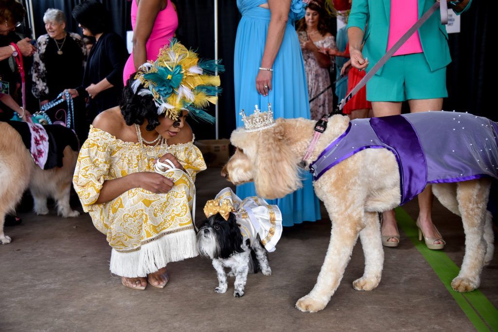 Large doodle and small black and white lap dog greeting a runway model.