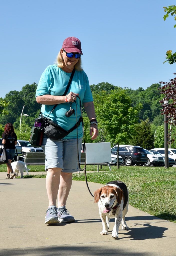Beagle Team on leash arriving at the Walkathon
