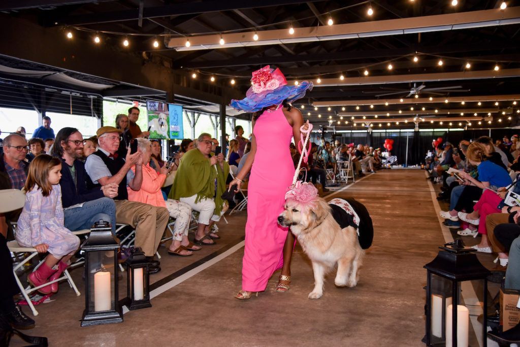 Another Derby hat attire with a Great Pyrenees on the runway
