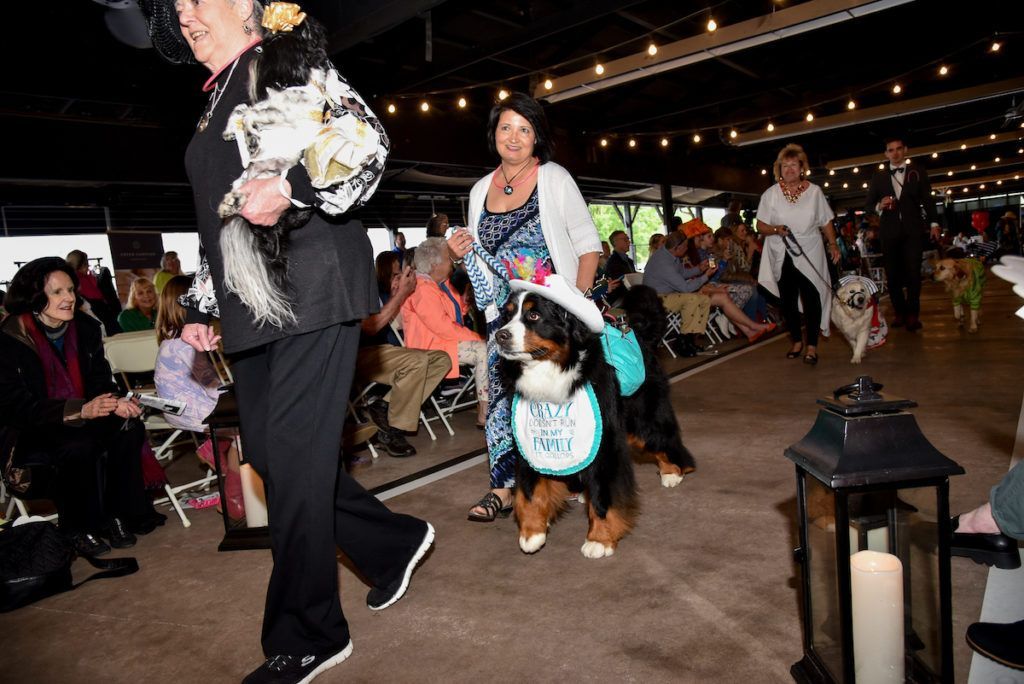 A woman is walking down a runway with two dogs.