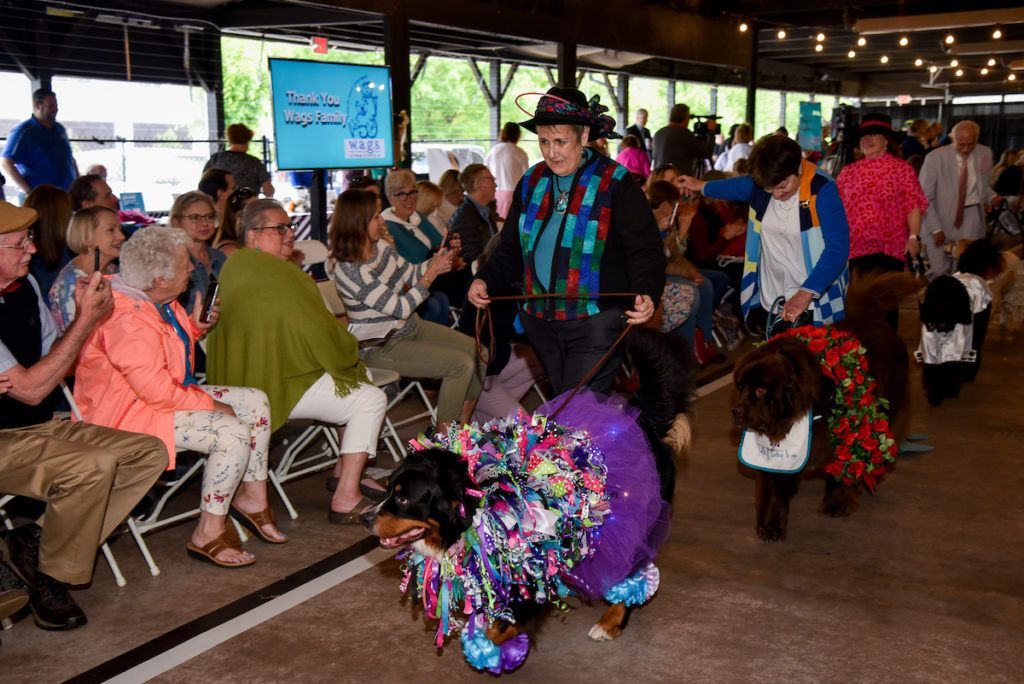 Bernese Mountain dog in ribbons and lace