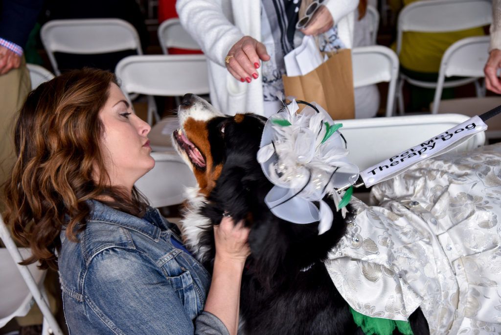 Owner gets a kiss from her Bernese Mountain Dog
