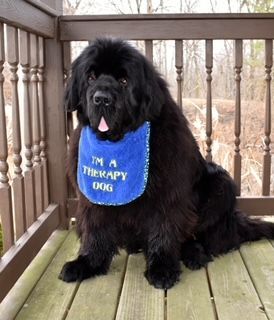 Jill's Newfoundland Dog Vader on the porch with a Pet Therapy Bib
