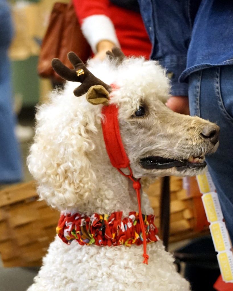 Holiday dress for poodle