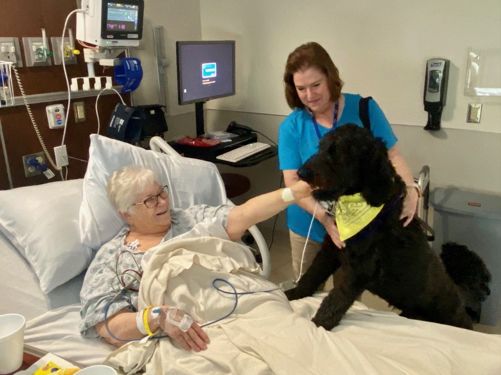Large doodle Leo loving a patient on the a hospital bed