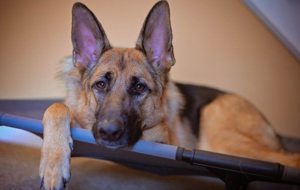 German Shepherd awaiting training opportunity