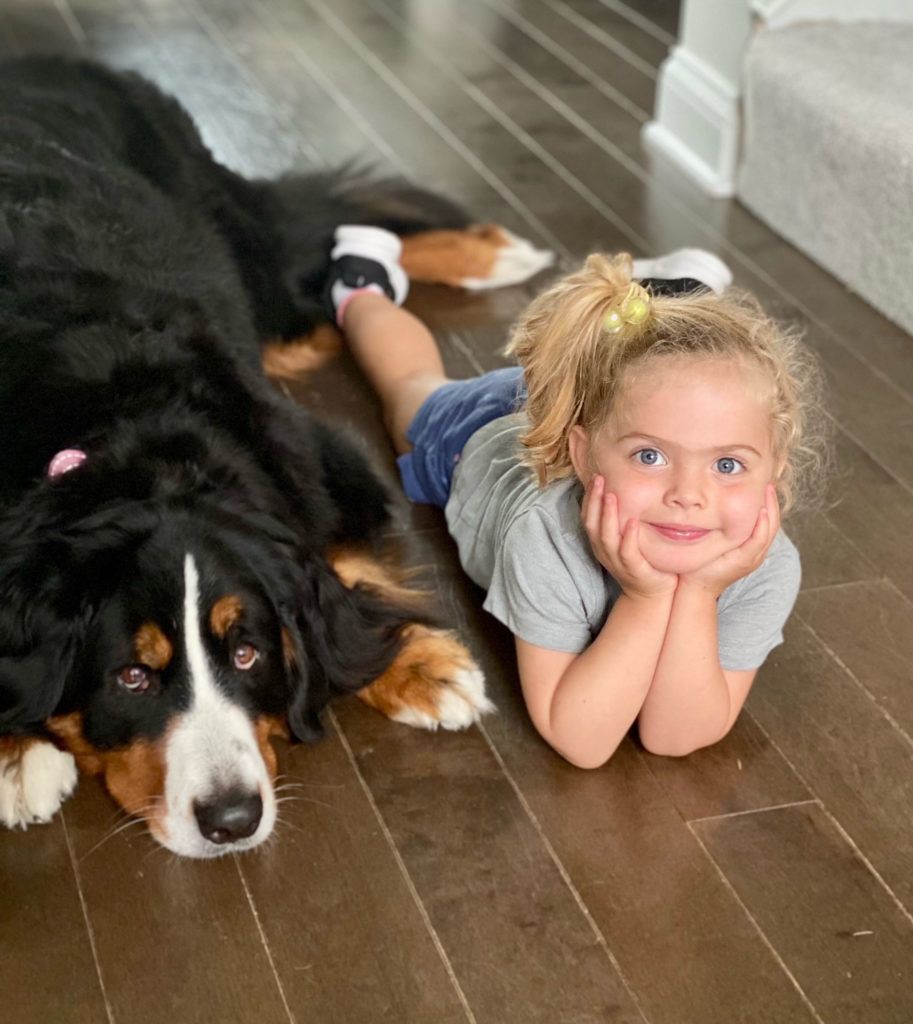 Bernese Mountain dog and child on the floor