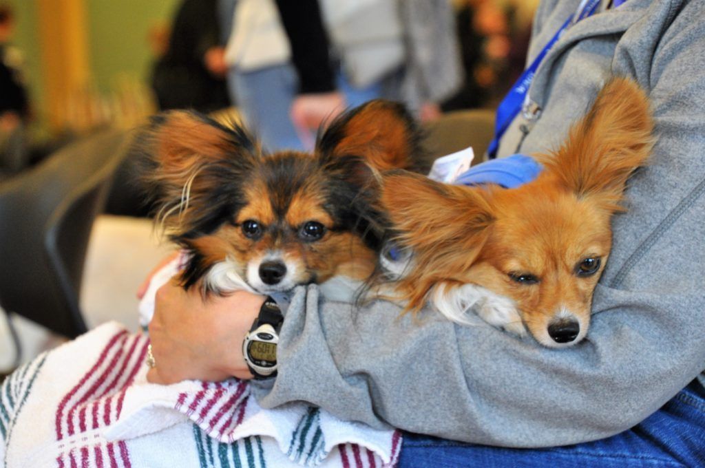 2 Long haired Chihuahua on owners lap