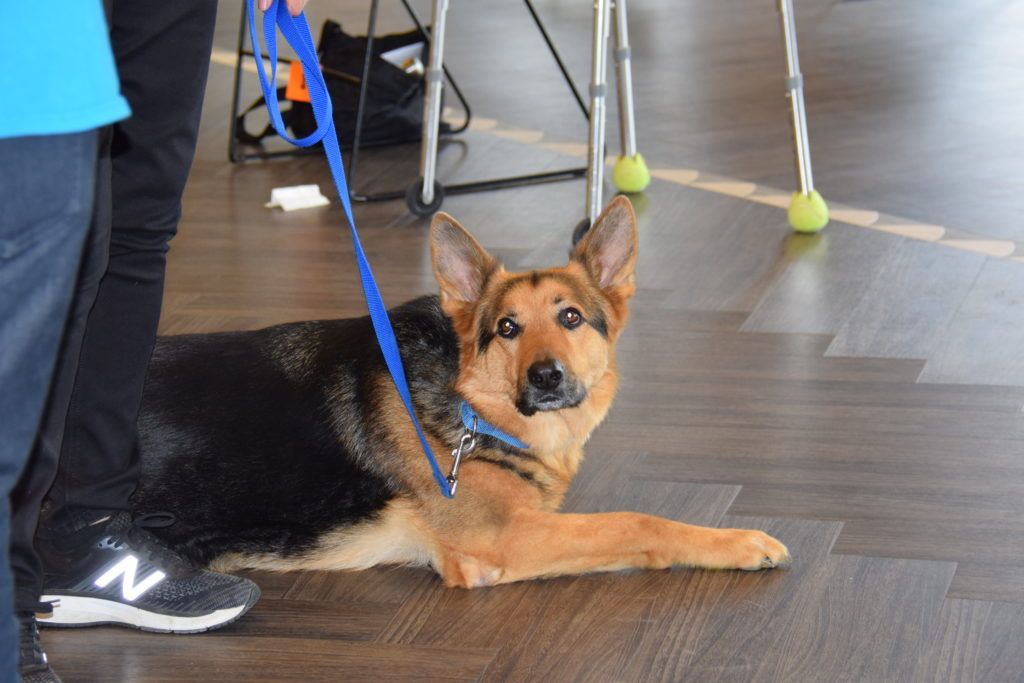 Attentive German Shepherd