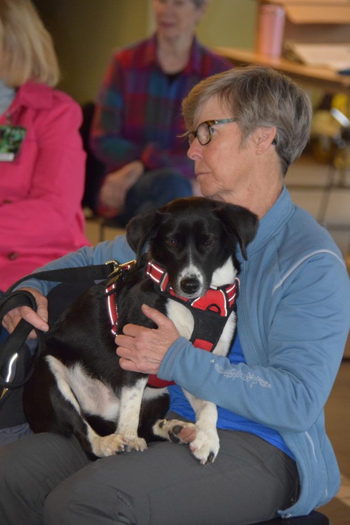 black and white terrier on the lap of her owner